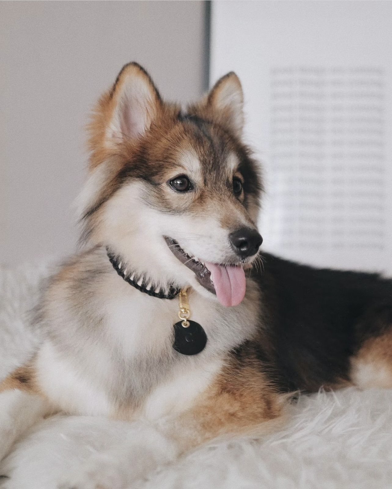 EMBER & IVORY – Handmade Pup Provisions